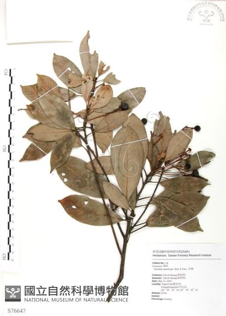 豬腳楠藏品圖，第1張