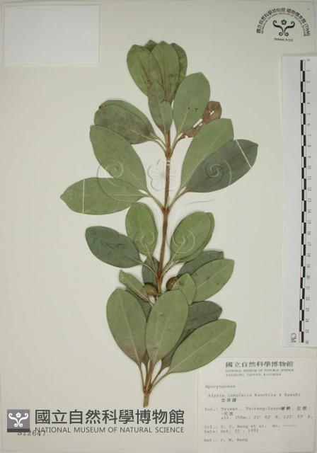 蘭嶼念珠藤藏品圖，第1張