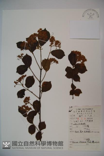 莢迷藏品圖，第1張