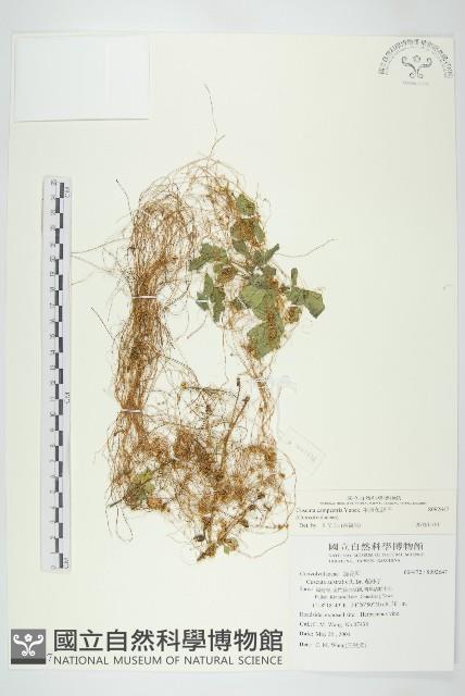 平原菟絲子藏品圖，第1張