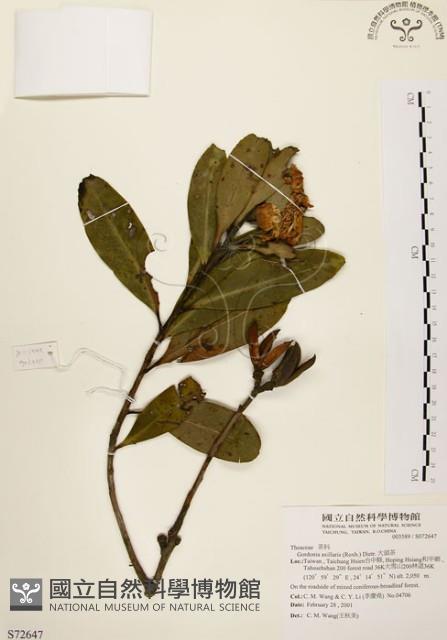 大頭茶藏品圖，第1張