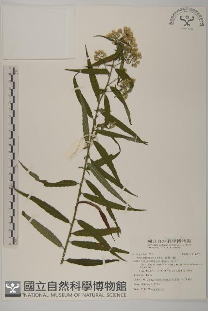 臺灣馬蘭藏品圖，第1張