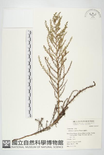 茵蔯蒿藏品圖，第1張