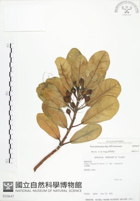 蔓榕藏品圖，第1張