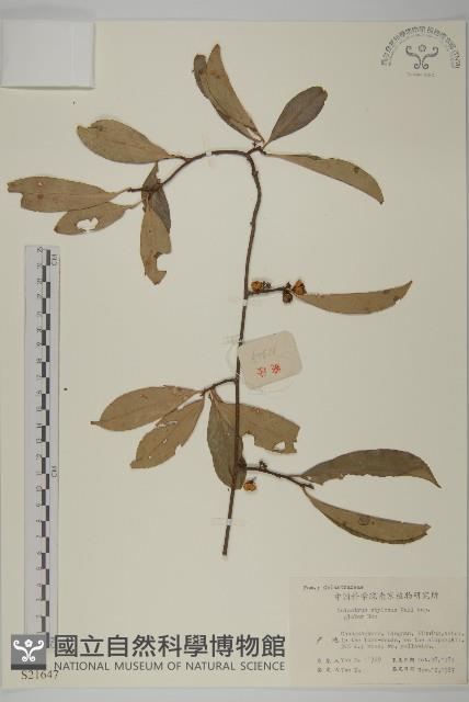 莖花南蛇藤藏品圖，第1張