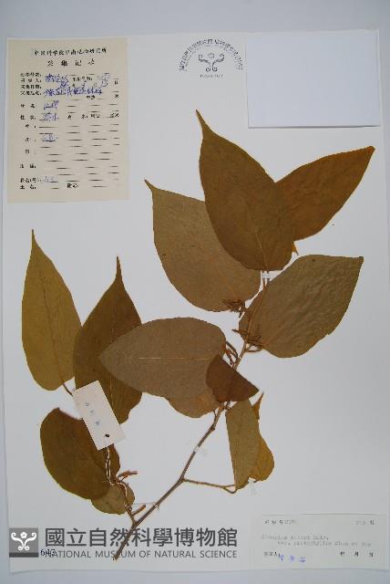 闊葉八角楓藏品圖，第1張