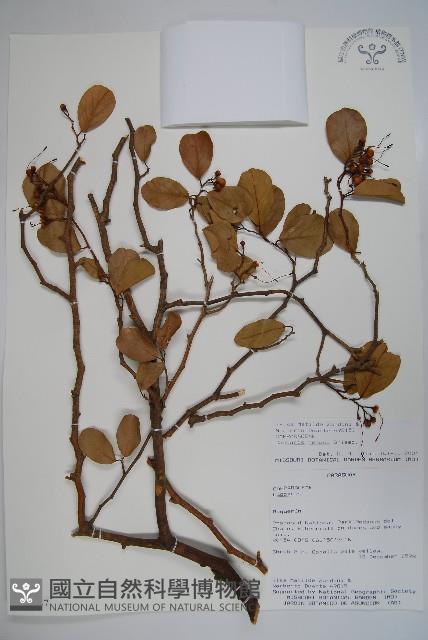 登錄號:S081647藏品圖，第1張