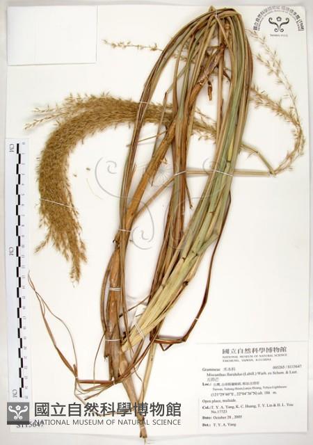 五節芒藏品圖，第1張