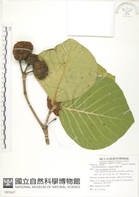 欖仁舅藏品圖，第1張