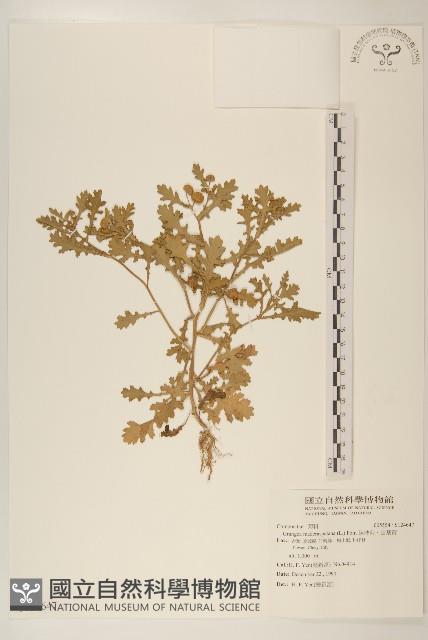 線球菊、田基黃藏品圖，第1張