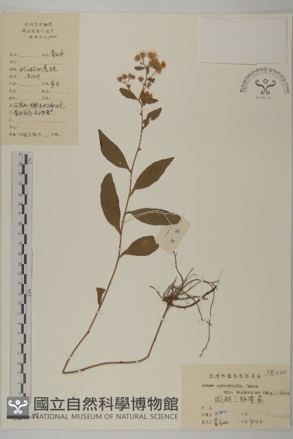 微糙三脈紫菀藏品圖，第1張