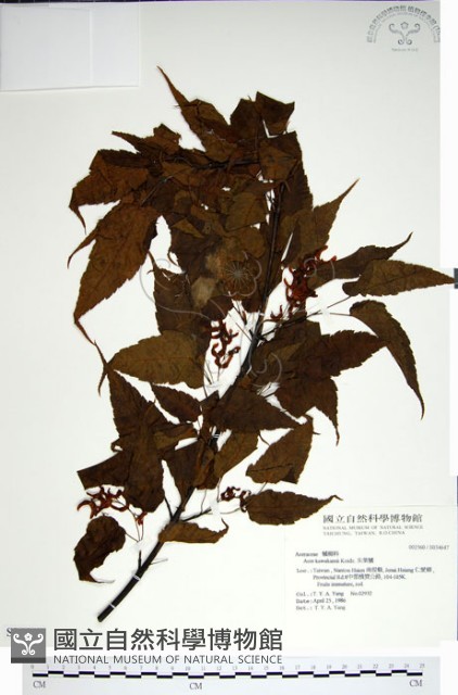 尖葉槭藏品圖，第1張