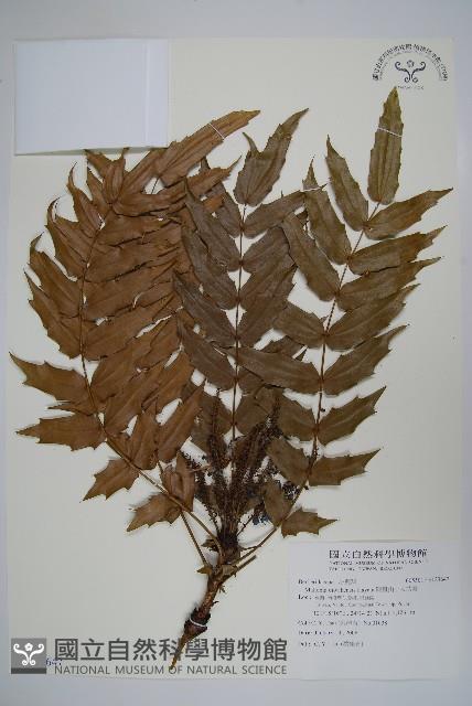 阿里山十大功勞藏品圖，第1張