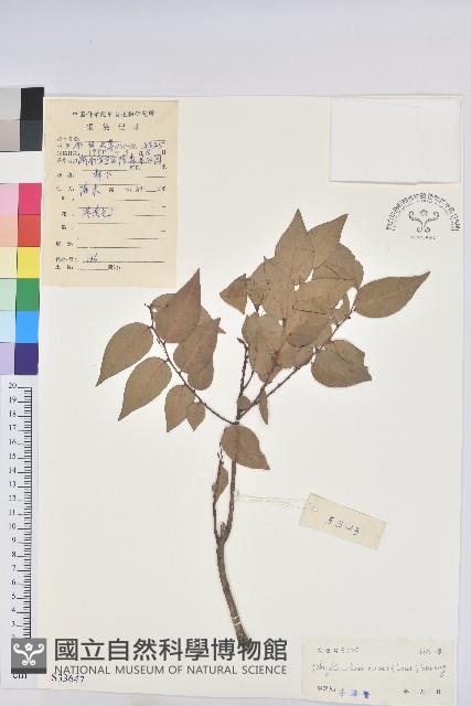 登錄號:S033647藏品圖，第1張