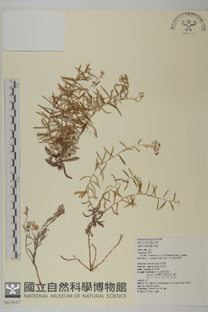 玉山抱莖籟簫藏品圖，第1張