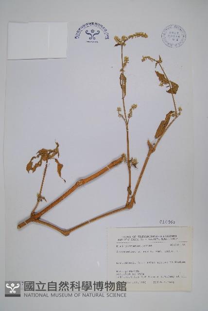 印度牛膝、土牛藤藏品圖，第1張