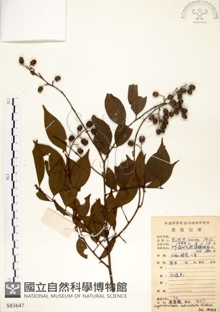 九芎藏品圖，第1張