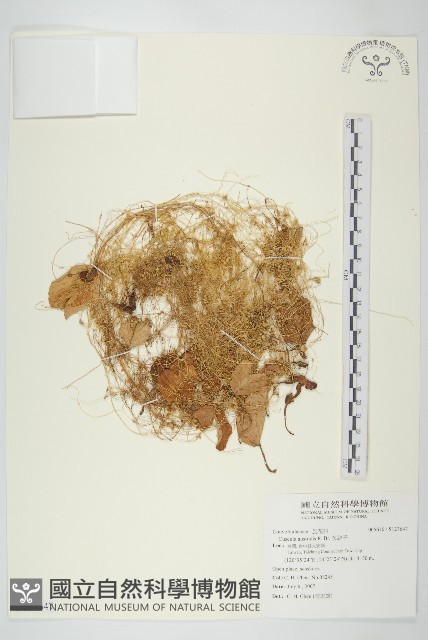 菟絲子藏品圖，第1張