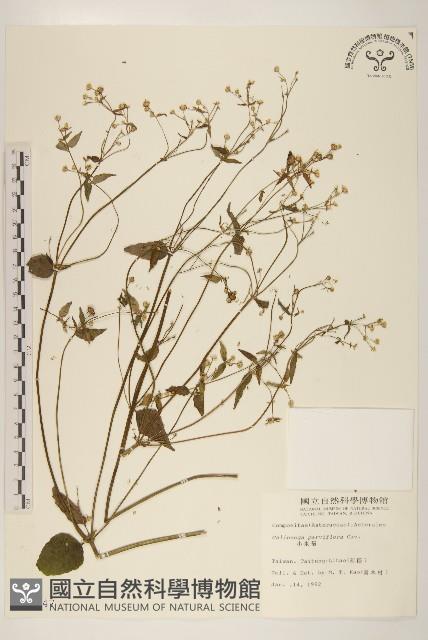 小米菊藏品圖，第1張