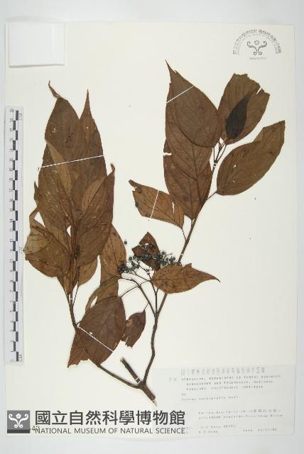 梜木藏品圖，第1張