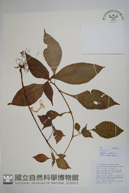 輻射鳳仙花藏品圖，第1張