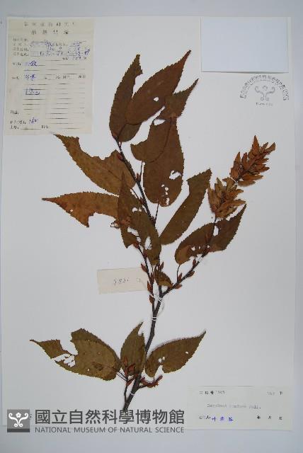 雷公鵝耳櫪藏品圖，第1張