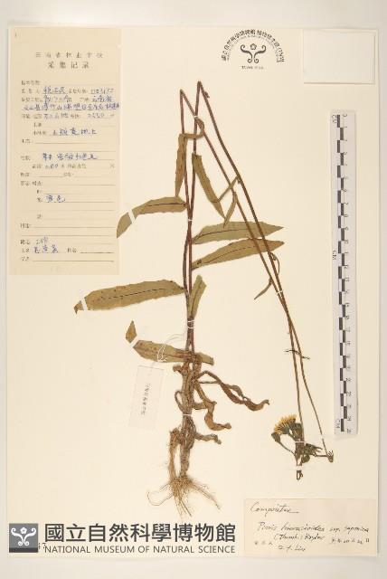 毛蓮菜藏品圖，第1張