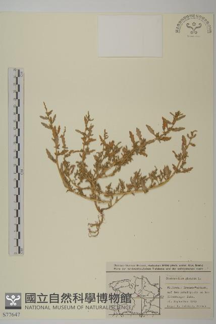 灰綠藜藏品圖，第1張