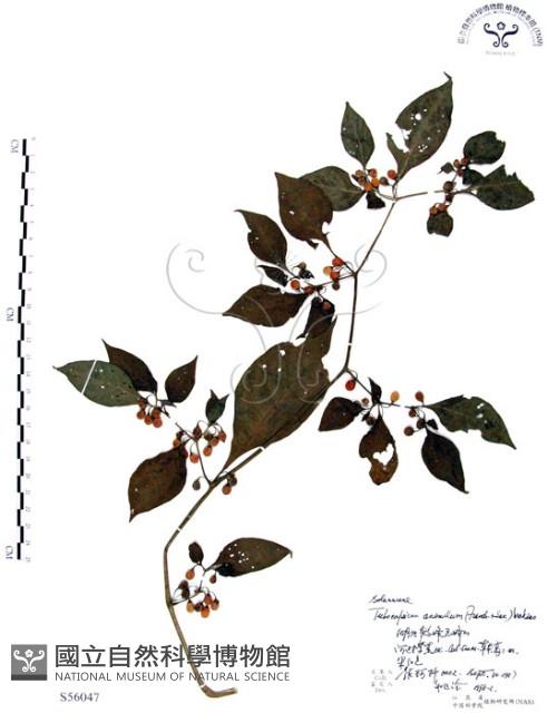 龍珠藏品圖，第1張