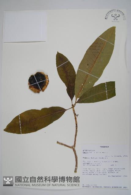 非洲奎寧樹藏品圖，第1張