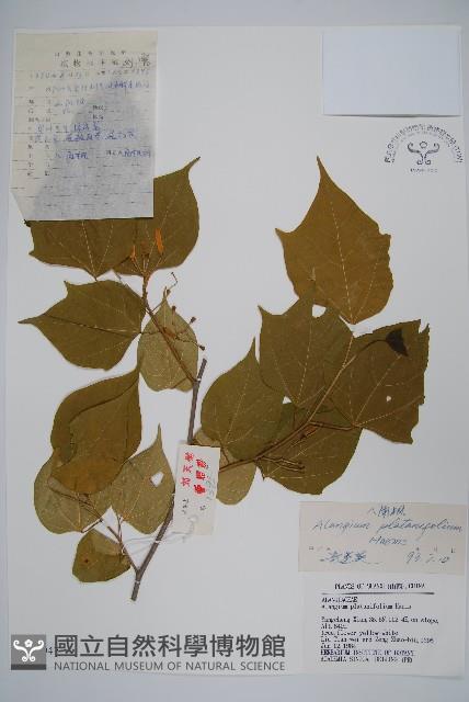 八角楓、瓜木藏品圖，第1張