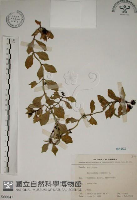 拎壁龍藏品圖，第1張