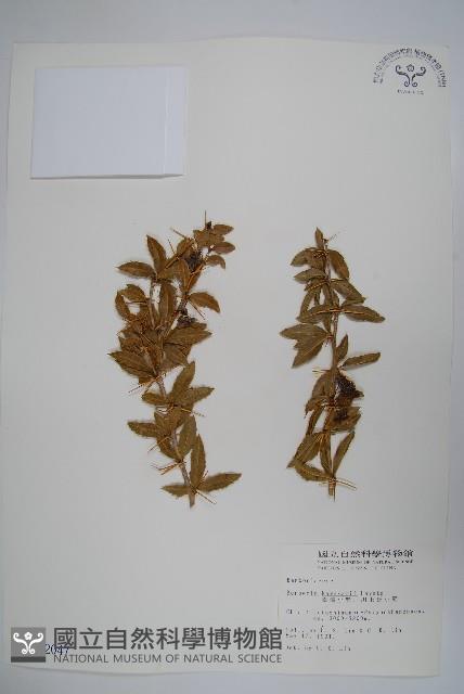 臺灣小蘗藏品圖，第1張