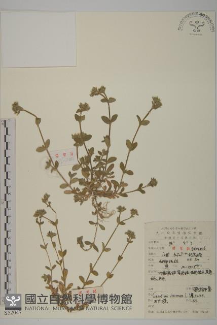 婆婆指甲菜藏品圖，第1張