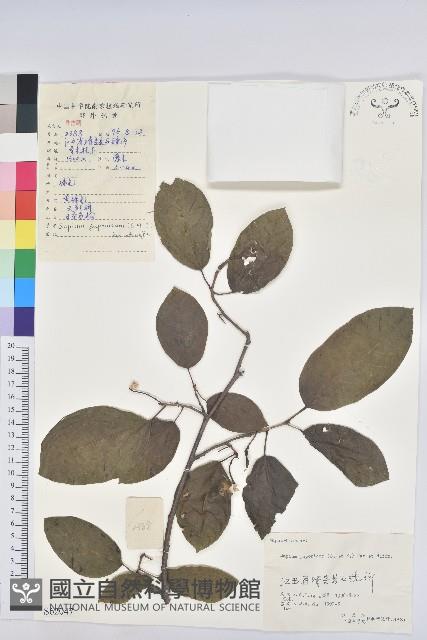 白木烏臼藏品圖，第1張