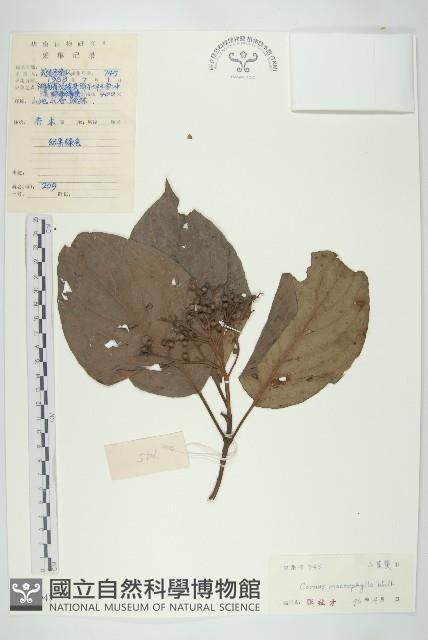 梜木藏品圖，第1張