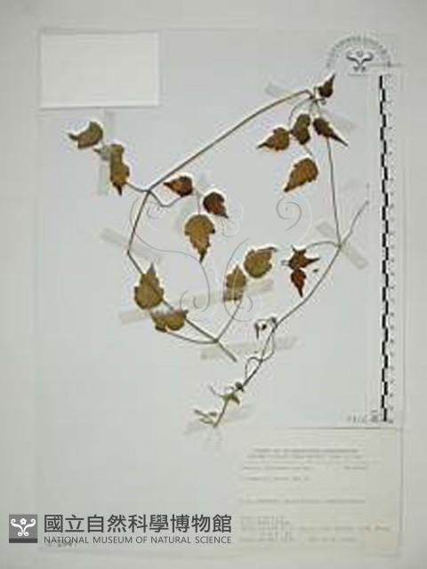 串鼻龍藏品圖，第1張