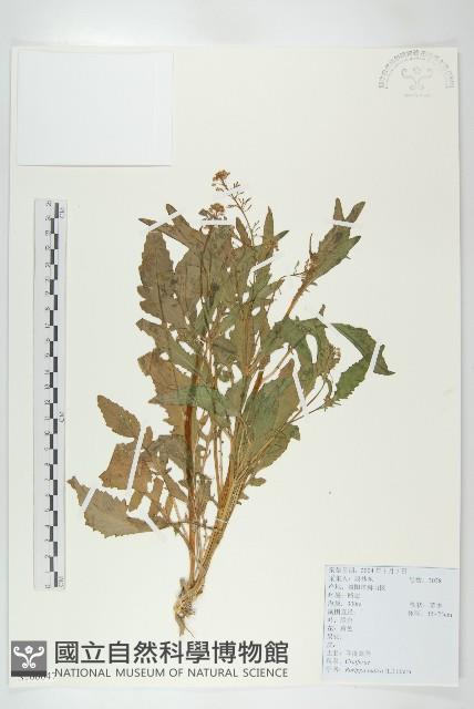 葶藶藏品圖，第1張