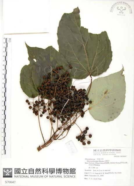 山桐子藏品圖，第1張