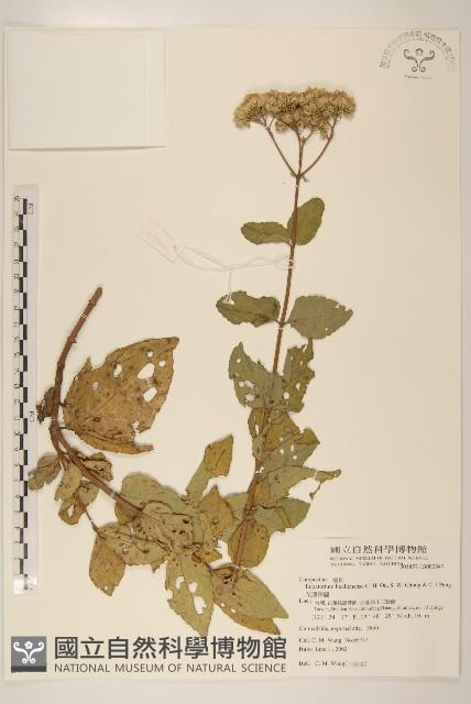 花蓮澤蘭藏品圖，第1張