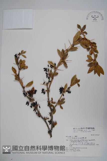 臺灣小蘗藏品圖，第1張