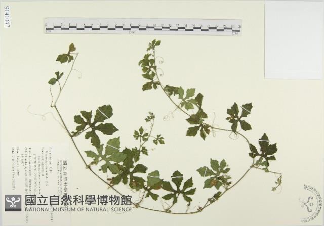 苦瓜藏品圖，第1張