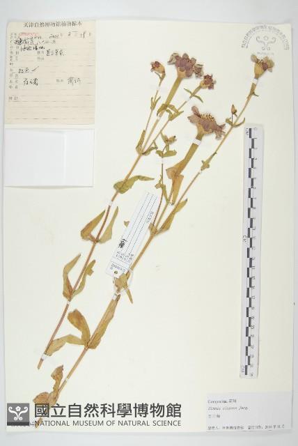 野艾蒿藏品圖，第1張