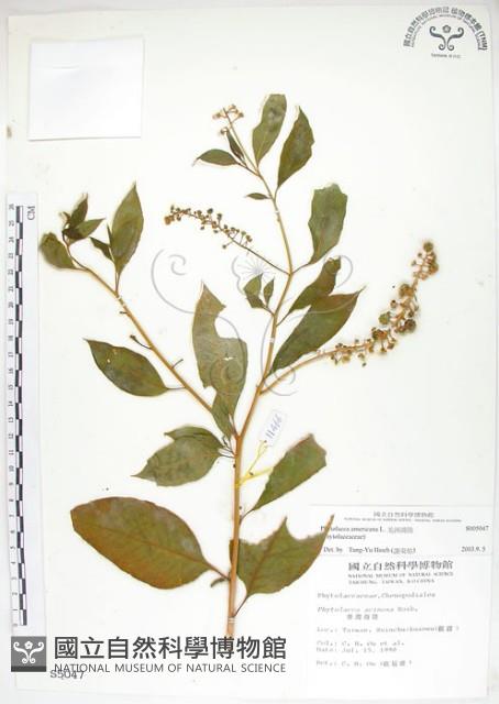 美洲商陸藏品圖，第1張