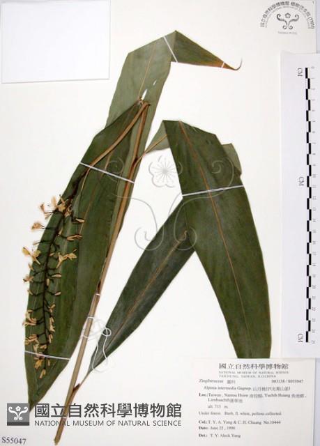 山月桃藏品圖，第1張