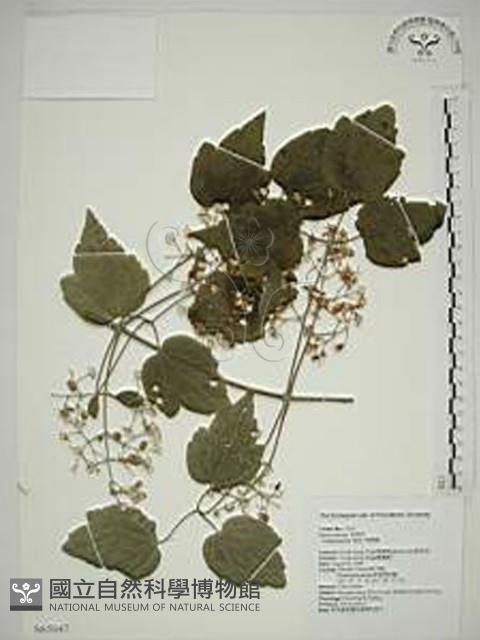 串鼻龍藏品圖，第1張