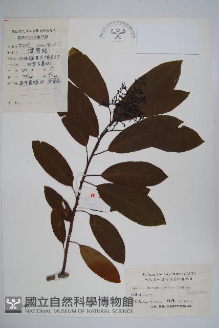 厚殼樹藏品圖，第1張