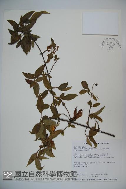 狹葉莢迷藏品圖，第1張