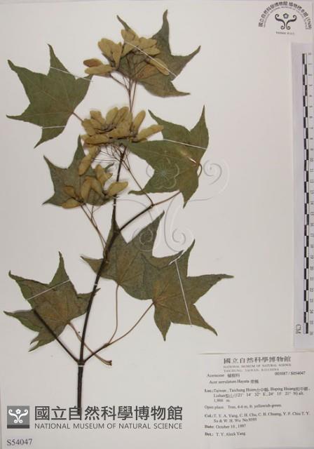 青楓藏品圖，第1張