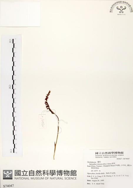 綬草藏品圖，第1張